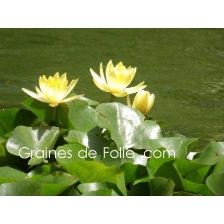 Nénuphar JAUNE - Nymphaea - semences seeds graines