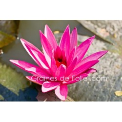 Nénuphar ROSE - nénuphar nymphaea rubra pubescens semences seeds graines Nénuphar ROSE - nénuphar nymphaea rubra pubescens semences seeds graines