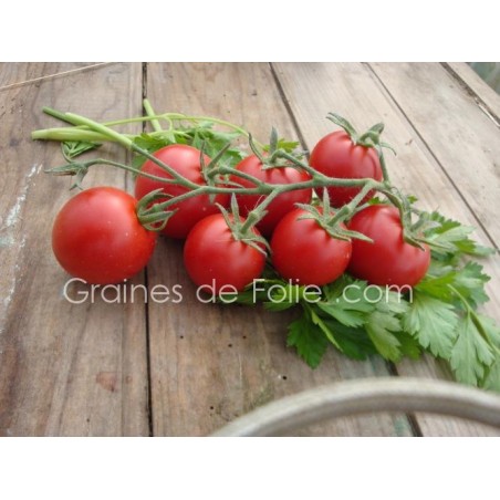 Tomate MATINA BIO semences anciennes graines certifiée agriculture biologique