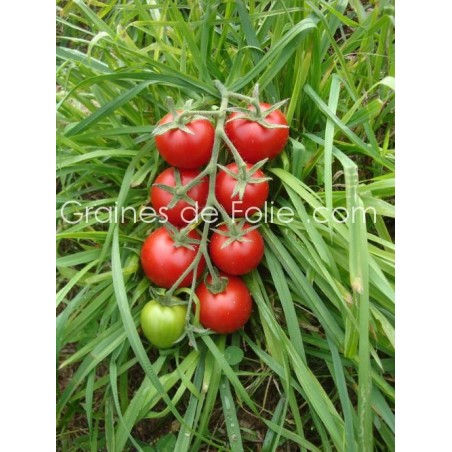 Tomate MATINA BIO semences anciennes graines certifiée agriculture biologique