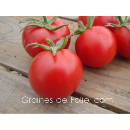 Tomate MATINA BIO semences anciennes graines certifiée agriculture biologique