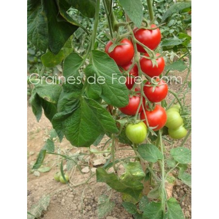Tomate MATINA BIO semences anciennes graines certifiée agriculture biologique