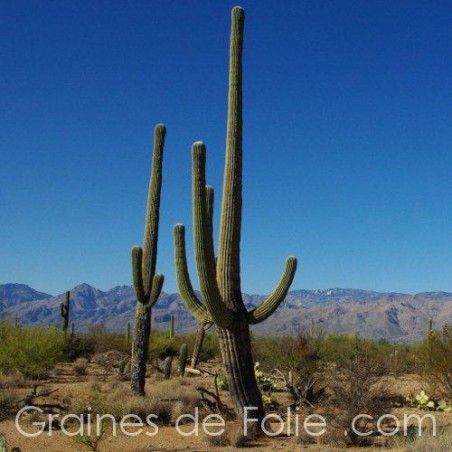 Cactus SAGUARO - semences graines carnegia gigantea seeds