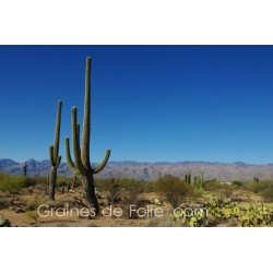 Cactus SAGUARO - semences graines carnegia gigantea seeds