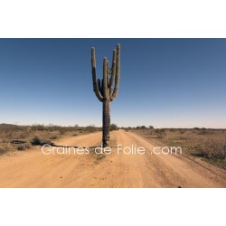 Cactus SAGUARO - semences graines carnegia gigantea seeds