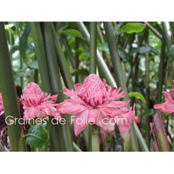 ROSE PORCELAINE ROSE - graines semences Etlingera Elatior pink seeds samen