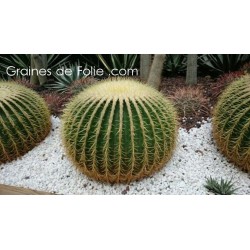 Coussin de Belle Mère - Echinocactus grusonii - graines semences seeds