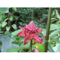 ROSE PORCELAINE ROUGE - graines semences Etlingera Elatior red seeds samen