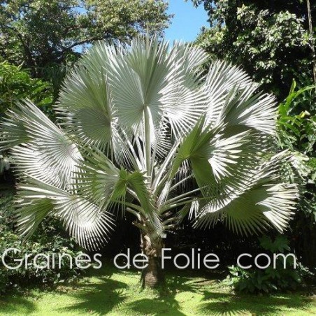 Palmier ARGENTÉ BISMARCKIA NOBILIS silver - graines semences seeds samen