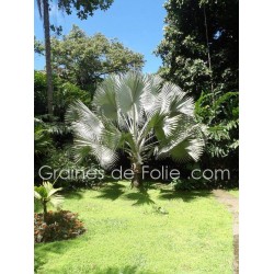 Palmier ARGENTÉ BISMARCKIA NOBILIS silver - graines semences seeds samen