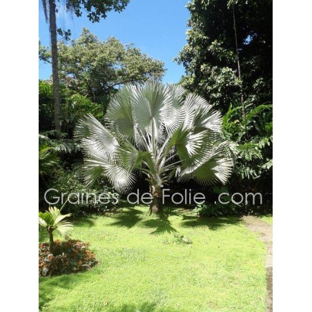 Palmier ARGENTÉ BISMARCKIA NOBILIS silver - graines semences seeds samen