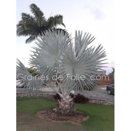 Palmier ARGENTÉ BISMARCKIA NOBILIS silver - graines semences seeds samen