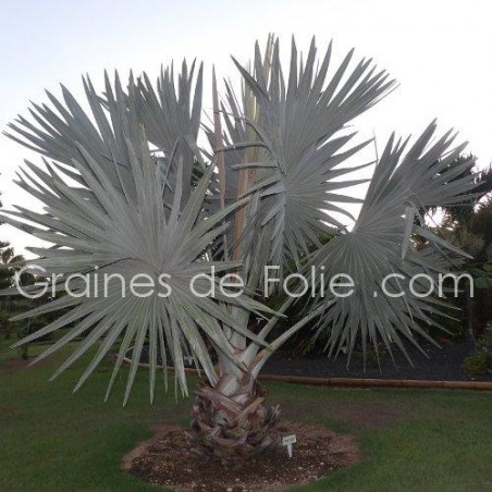Palmier ARGENTÉ BISMARCKIA NOBILIS silver - graines semences seeds samen