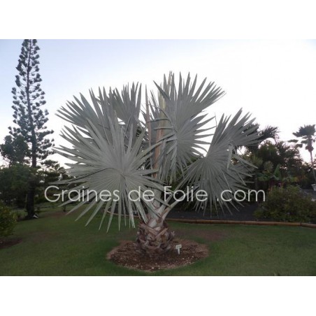 Palmier ARGENTÉ BISMARCKIA NOBILIS silver - graines semences seeds samen