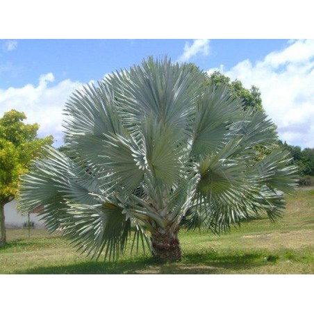 Palmier ARGENTÉ BISMARCKIA NOBILIS silver - graines semences seeds samen