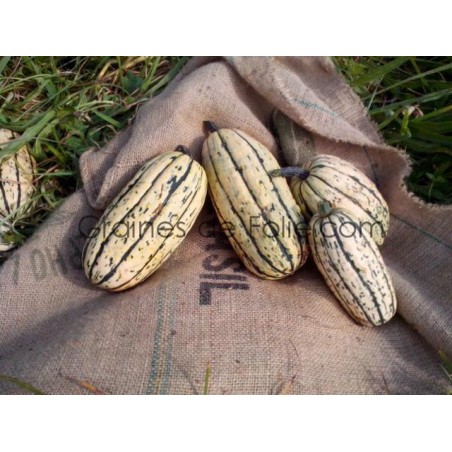 Courge DELICATA semences anciennes certiées bio graines de folie .com
