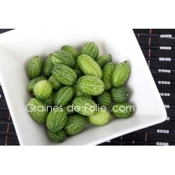 Concombre à confire CUCAMELON semences graines melothria scabra grain Concombre à confire CUCAMELON semences graines melothria scabra grain