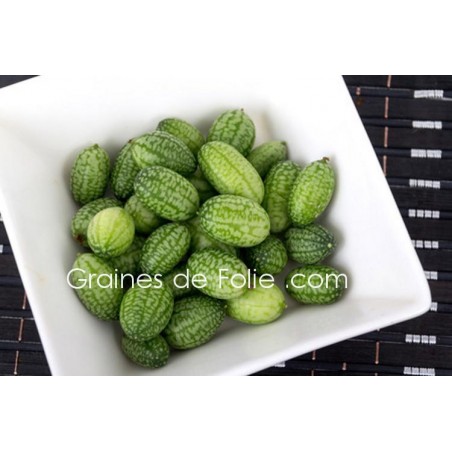 Concombre à confire CUCAMELON semences graines melothria scabra grain