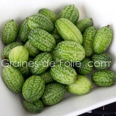 Concombre à confire CUCAMELON semences graines melothria scabra grain