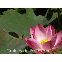 LOTUS ROSE - semences graines nelumbo nucifera pink seeds samen LOTUS ROSE - semences graines nelumbo nucifera pink seeds samen