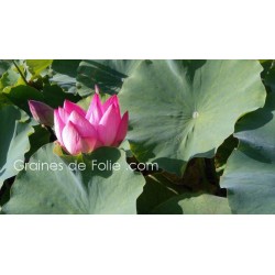 LOTUS ROSE - semences graines nelumbo nucifera pink seeds samen LOTUS ROSE - semences graines nelumbo nucifera pink seeds samen