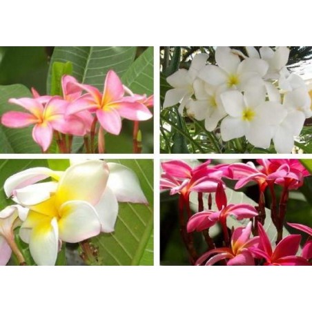 PLUMERIA Rubra seeds