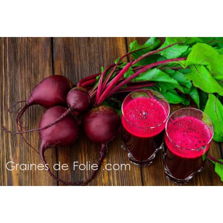 Betterave BULL'S BLOOD semences anciennes bio sucrée