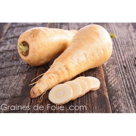 Panais WHITE GEM graines semences anciennes non traitées