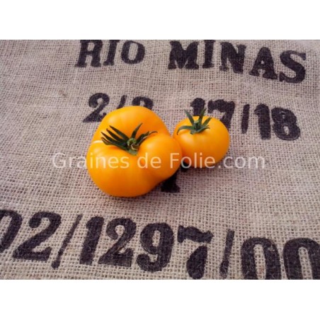 Tomate JAUNE SAINT VINCENT BIO graines tomato