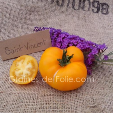 Tomate JAUNE SAINT VINCENT BIO graines tomato