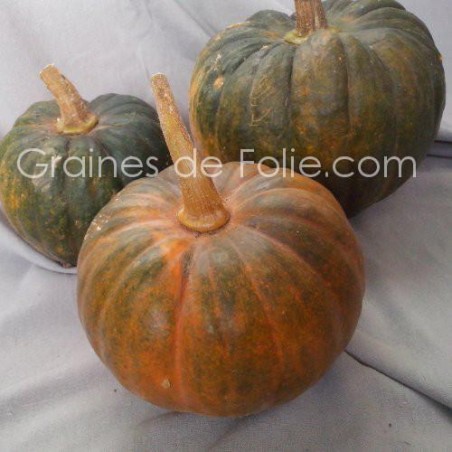 Courge FUTSU BLACK RINDED semences graines certifiées agriculture BIOlogiques