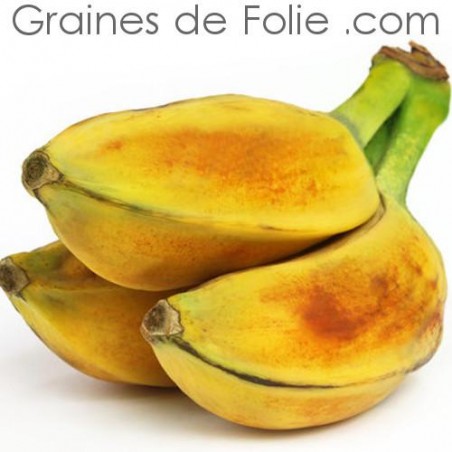 Bananier MUSA BALBISIANA - graines semences seeds semillas samen semi