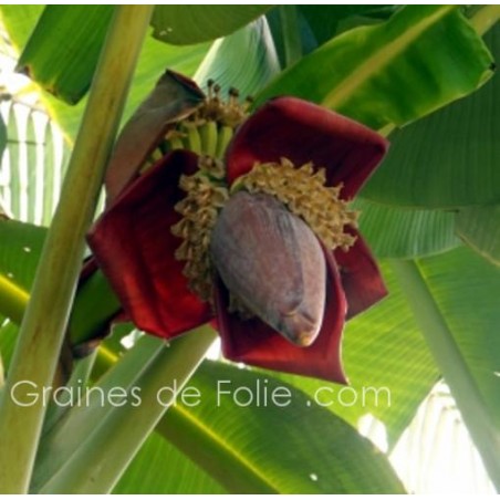 Bananier MUSA BALBISIANA - graines semences seeds semillas samen semi