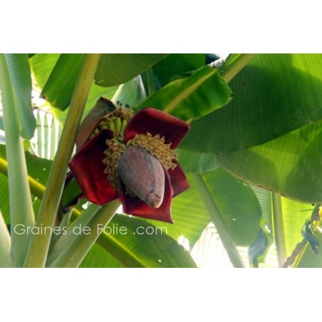Bananier MUSA BALBISIANA - graines semences seeds semillas samen semi
