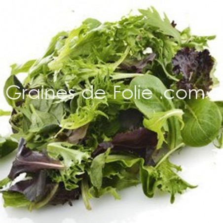 MESCLUN Traditionnel - graines semences