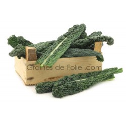 Chou Palmier Kale Noir de TOSCANE semences graines de folie .com