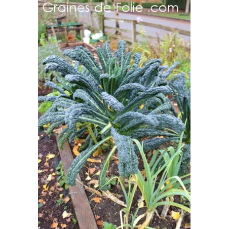 Chou Palmier Kale Noir de TOSCANE semences graines de folie .com