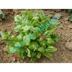 Basilic « Grand Vert GENOVESE »