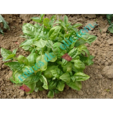 Basilic « Grand Vert GENOVESE »