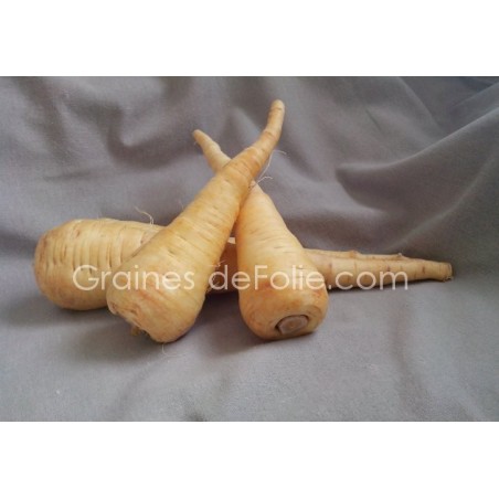 Panais demi long de GUERNESEY graines semences