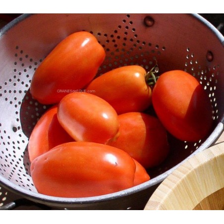 Tomate ROMA graines certifiée agriculture biologique