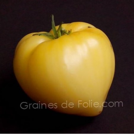 Tomate COEUR de BOEUF BLANC graines semences