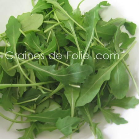 Graines de ROQUETTE Cultivée - BIO *