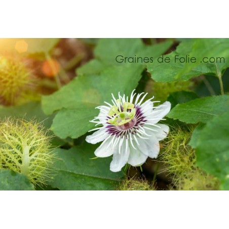 Passiflora FOETIDA - graines semences seeds