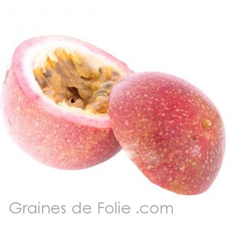 Passiflora FOETIDA - graines semences seeds