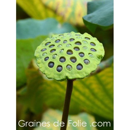 LOTUS ROUGE