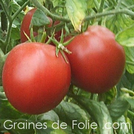 Tomate BURBANK BIO graines semences anciennes