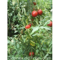 Tomate OSU BLUE Bio graines semences non-hybride f1