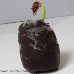 Pastilles Coco 30 mm déshydratées pour semis ou boutures