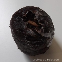Pastilles Coco 30 mm déshydratées pour semis ou boutures